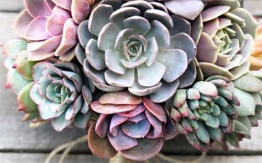 2017年鸡是什么命(2017年鸡是什么命呢)